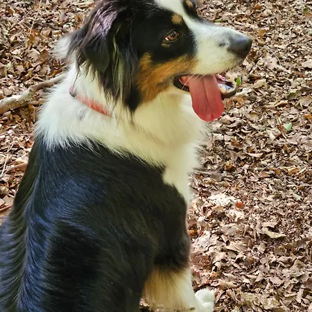 Costa E Mare Lägenhet Savona